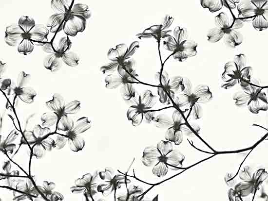 LD2835 - Dogwood Blossom Silhouette - 16x12 Cheap