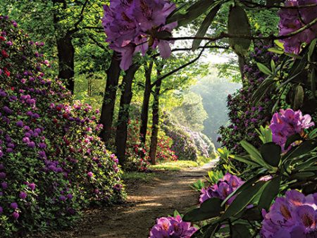 MPP821 - Rhododendron Lane - 18x12 Online