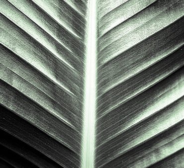 DQ276 - Leaf Lines - 12x18 Hot on Sale