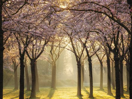 MPP799 - Cherry Trees in Morning Light II - 12x12 Supply