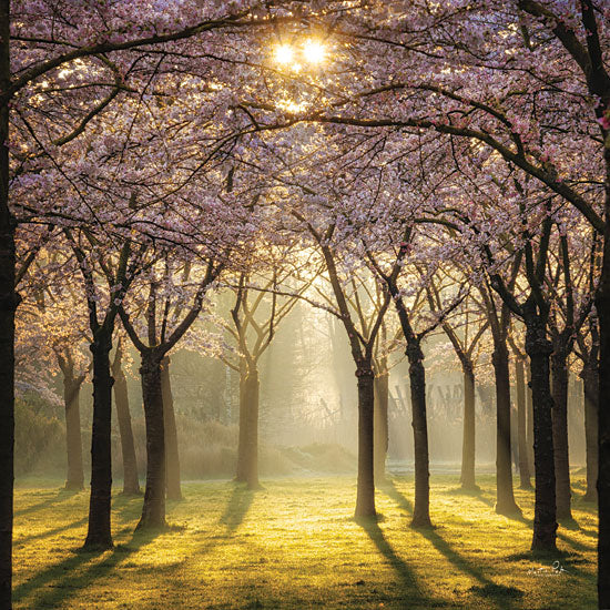 MPP799 - Cherry Trees in Morning Light II - 12x12 Supply