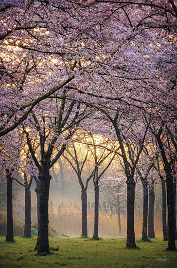 MPP797 - Cherry Trees at Sunrise - 12x18 Cheap