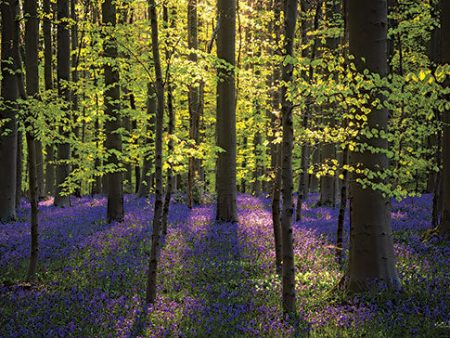 MPP816 - Fresh Green and Bluebells - 18x12 Online