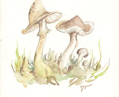 JM546 - Fall Mushrooms - 12x16 Cheap