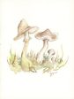 JM546 - Fall Mushrooms - 12x16 Cheap