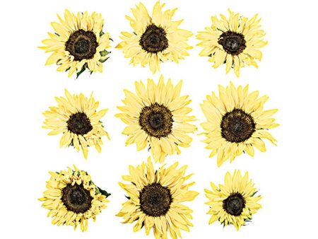 DQ287 - Sunflowers in a Row II - 12x12 Hot on Sale