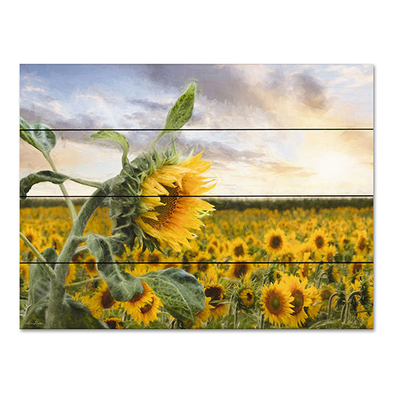 LD2950PAL - Sunflower Sunrise - 16x12 Fashion