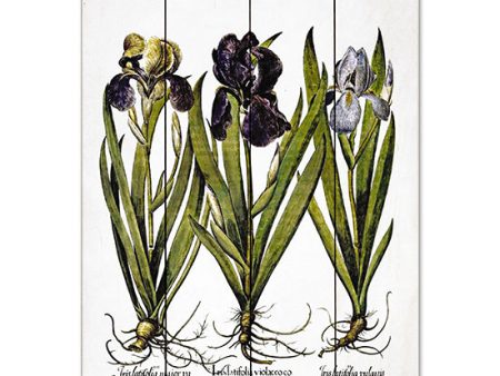 LET544PAL - Iris Botanical I - 12x16 Discount