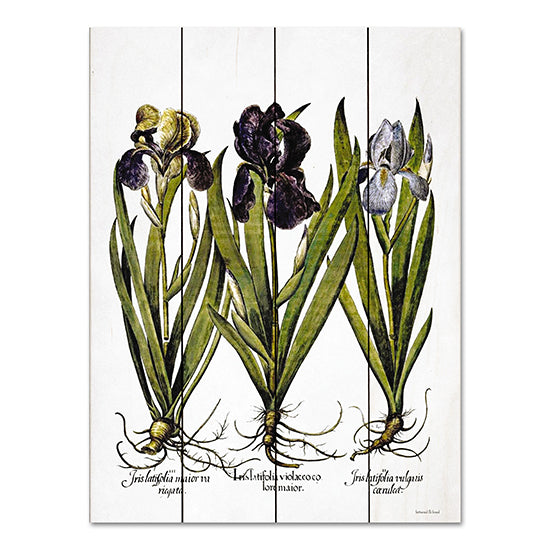 LET544PAL - Iris Botanical I - 12x16 Discount