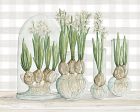 CIN3027 - Paperwhite Bulbs - 16x12 on Sale