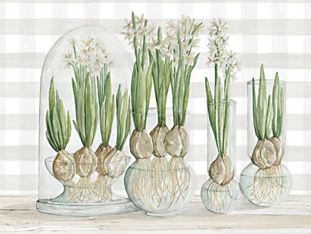 CIN3027 - Paperwhite Bulbs - 16x12 on Sale