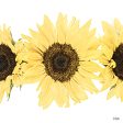 DQ286 - Sunflowers in a Row I - 12x12 Cheap